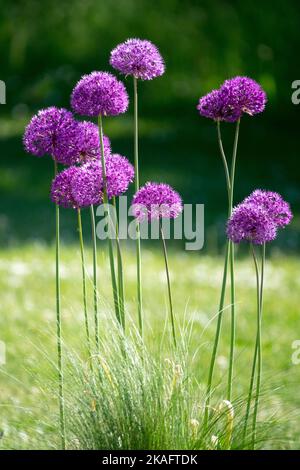 Têtes de fleurs violettes sur les boules de fleurs Allium à longues tiges Banque D'Images