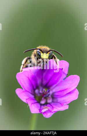 abeille sauvage sur géranium sauvage Banque D'Images