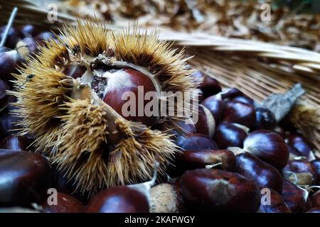 Pontelaatone, Italie. 02nd novembre 2022. Châtaignes fraîchement récoltées dans les bois de la province de Caserta. Grâce aux températures élevées et aux quelques pluies de cette année, cette année a favorisé la récolte des châtaignes et des champignons sur l'ensemble du territoire national. Crédit: Vincenzo Izzo/Alamy Live News Banque D'Images