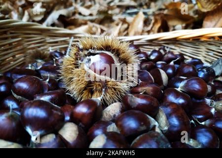 Pontelaatone, Italie. 02nd novembre 2022. Châtaignes fraîchement récoltées dans les bois de la province de Caserta. Grâce aux températures élevées et aux quelques pluies de cette année, cette année a favorisé la récolte des châtaignes et des champignons sur l'ensemble du territoire national. Crédit: Vincenzo Izzo/Alamy Live News Banque D'Images