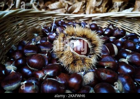 Pontelaatone, Italie. 02nd novembre 2022. Châtaignes fraîchement récoltées dans les bois de la province de Caserta. Grâce aux températures élevées et aux quelques pluies de cette année, cette année a favorisé la récolte des châtaignes et des champignons sur l'ensemble du territoire national. Crédit: Vincenzo Izzo/Alamy Live News Banque D'Images