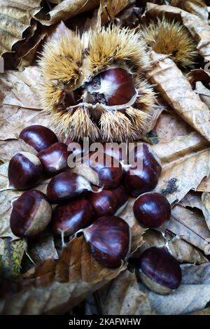 Pontelaatone, Italie. 02nd novembre 2022. Châtaignes fraîchement récoltées dans les bois de la province de Caserta. Grâce aux températures élevées et aux quelques pluies de cette année, cette année a favorisé la récolte des châtaignes et des champignons sur l'ensemble du territoire national. Crédit: Vincenzo Izzo/Alamy Live News Banque D'Images