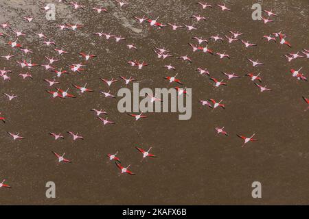 Vue aérienne d'un groupe de Flamingos dans le désert du Namib, Namibie Banque D'Images