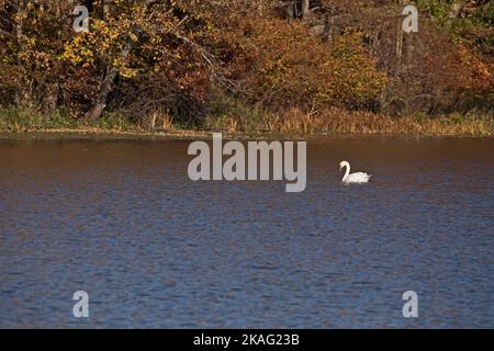 Vue latérale d'un cygne muet, Cygnus olor, nageant sur le fleuve Mississippi avec des couleurs d'automne en arrière-plan lors d'un jour d'automne dans l'Iowa. Banque D'Images