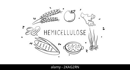 Aliments contenant de l'hémicellulose. Groupes de produits sains contenant des vitamines et des minéraux. Ensemble de fruits, légumes, viandes, poissons et produits laitiers Illustration de Vecteur