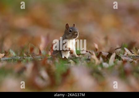Écureuil roux américain Tamiasciurus hudsonicus à la recherche d'acornes en automne dans une cour Banque D'Images
