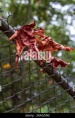Trois feuilles d'érable séchées d'automne brunes capturées au-dessus d'une clôture en chaînette avec un fond vert flou. Banque D'Images