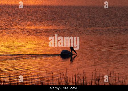 Un pélican blanc américain se détachait sur un petit lac au lever du soleil. Concept seul, serein, contemplation Banque D'Images