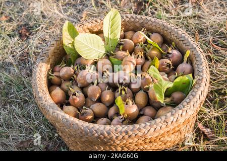 Un panier en osier avec des medlars fraîchement cueillis en gros plan Banque D'Images