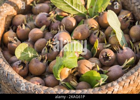 Un panier en osier avec des medlars fraîchement cueillis en gros plan Banque D'Images