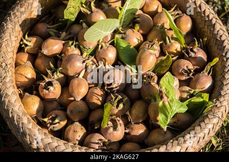 Un panier en osier avec des medlars fraîchement cueillis en gros plan Banque D'Images