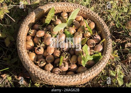 Un panier en osier avec des medlars fraîchement cueillis en gros plan Banque D'Images