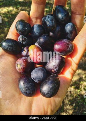 Olives noires ou bordeaux dans la paume sur fond flou, olives récoltées pour l'huile d'olive, sélectif. Banque D'Images