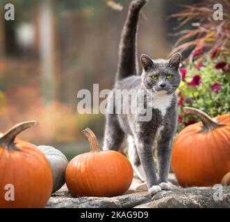 Chat de Tuxedo gris debout sur un mur de pierre avec des citrouilles d'orange Banque D'Images