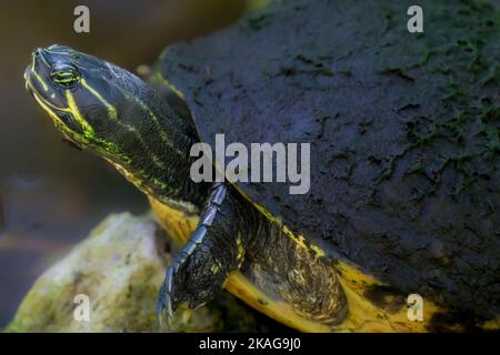 Florida Red Belly Cooter soleil sur le rocher, gros plan. Banque D'Images