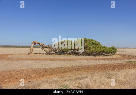 Le soutien de Greenough en Australie occidentale, Australie. Banque D'Images