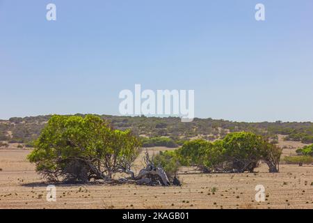 Le soutien de Greenough en Australie occidentale, Australie. Banque D'Images