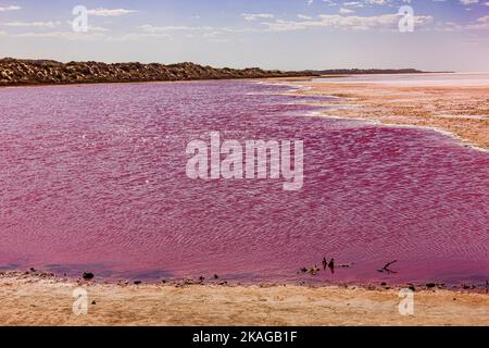 Différentes nuances de couleur rose sur l'eau salée du lac Hutt Lagoon Pink à Port Gregory, dans la région de Kalbarri, en Australie occidentale. Banque D'Images
