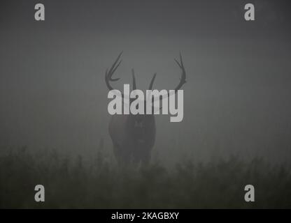 Bugles d'élan de taureau dans le brouillard du matin Banque D'Images