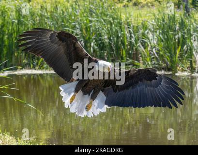 Les ailes d'aigle à tête blanche nord-américaines se sont répandues sur terre au-dessus de l'eau Haliaeetus leucocephalus Banque D'Images