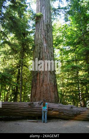 Vieux Douglas arbre de Fir dominant la jeune femme Banque D'Images