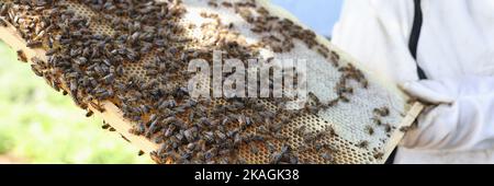 L'apiculteur tient le cadre avec du miel et des abeilles Banque D'Images