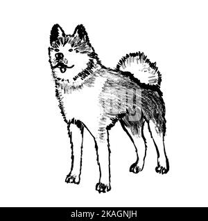 Chien japonais akita inu, animal domestique debout. Loup sauvage, espèces naturelles, animal naturel. Illustration d'esquisse à l'encre noire blanche, dessin minimaliste avec traits de pinceau simples Banque D'Images