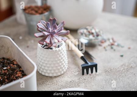 Echeveria succulent plante en pot en céramique blanche Banque D'Images