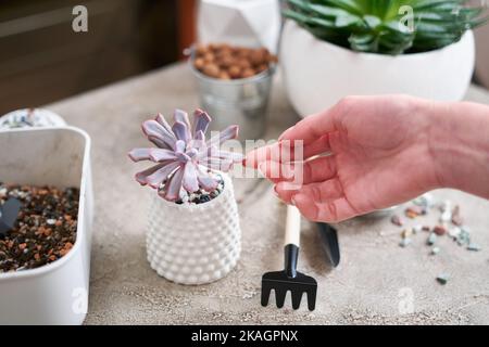 Echeveria succulent plante en pot en céramique blanche Banque D'Images