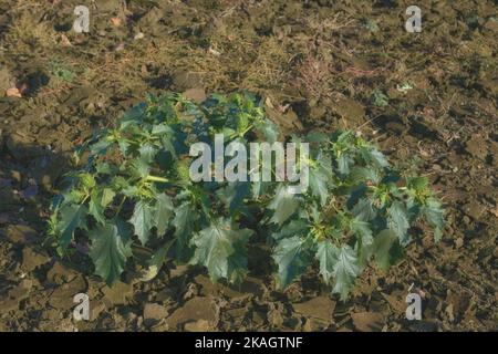 Épine de pomme ou de jimson (Datura stramonium),Rhénanie,Allemagne Banque D'Images