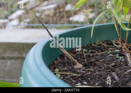 Un nouveau tournage sur le bambou qui grandit dans le pot - Comment faire pousser le concept de bambou. Banque D'Images