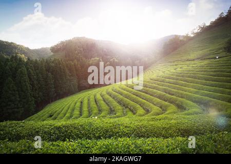 Boseong Green Tea Farm avec ciel lumineux et nature verte Banque D'Images