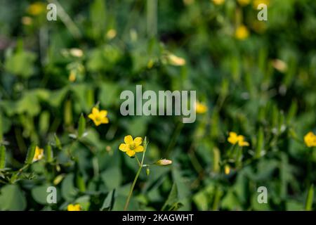 Oxalis dillenii fleur en croissance dans le pré Banque D'Images