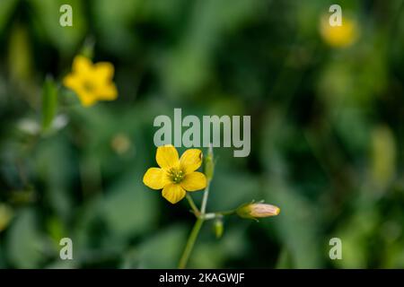 Oxalis dillenii fleur en croissance dans le pré Banque D'Images