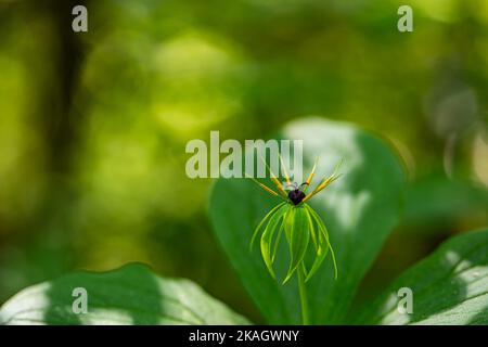 Paris quadrifolia fleur en forêt, macro Banque D'Images