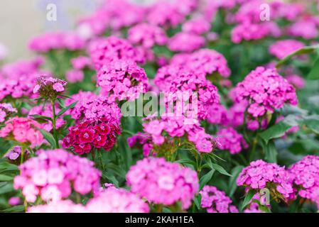 Belles fleurs rose vif de la nation turque dans le jardin d'été Banque D'Images