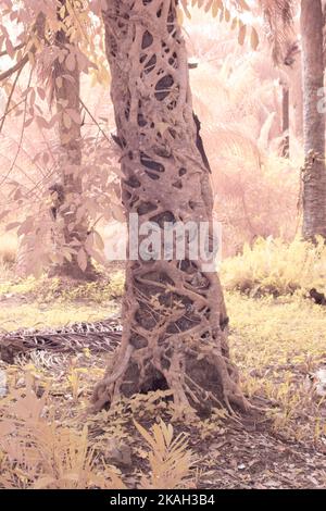 image infrarouge de la racine de microcarpa ficus rampant autour du tronc de la paume de l'huile Banque D'Images