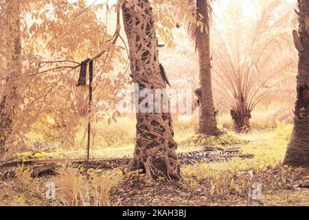 image infrarouge de la racine de microcarpa ficus rampant autour du tronc de la paume de l'huile Banque D'Images