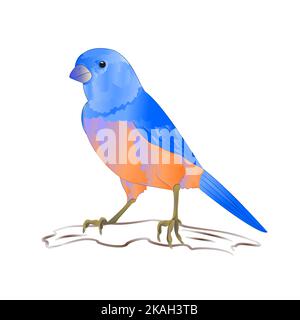 Bluebird thrush petit songbirdon un fond vintage vecteur illustration modifiable main dessiner Illustration de Vecteur