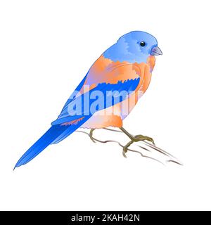 Petit throush Bluebird songbirdon sur fond blanc vintage illustration vectorielle modifiable dessin à la main Illustration de Vecteur