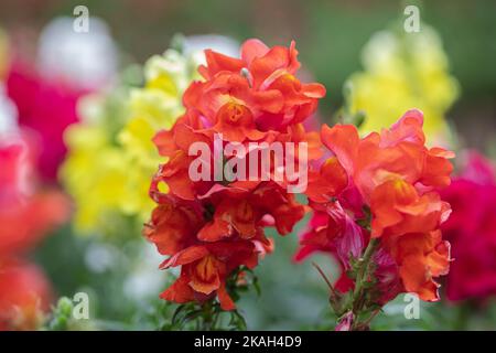 La belle fleur de dragon d'Antirrhinum majus fleurit dans le jardin Banque D'Images