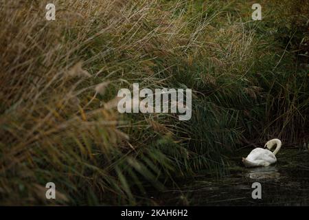 Londres, Royaume-Uni. 31st octobre 2022. Cette photo prise le 31 octobre 2022 montre une vue sur le London Wetland Center à Londres, en Grande-Bretagne. Crédit: Tim Ireland/Xinhua/Alamy Live News Banque D'Images