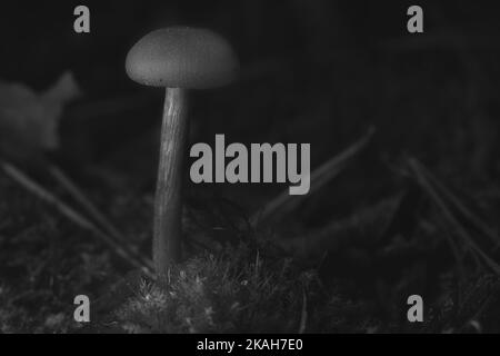 Champignons noirs et blancs en mousse sur le sol de la forêt. Vue macro de l'habitat. Photo de la nature Banque D'Images