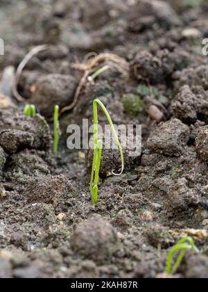 Un gros plan de semis d'oignon nouveau germé montrant le cotylédon en boucle typique Banque D'Images