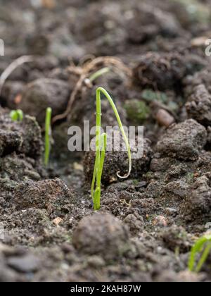 Un gros plan de semis d'oignon nouveau germé montrant le cotylédon en boucle typique Banque D'Images