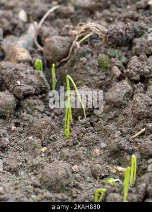 Un gros plan de semis d'oignon nouveau germé montrant le cotylédon en boucle typique Banque D'Images