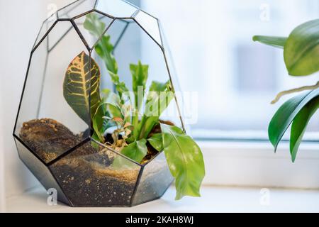 Floraria vase en verre avec plantes en verre pot géométrique sur le rebord de la fenêtre. Petit jardin avec plantes de la maison. Photo de haute qualité Banque D'Images