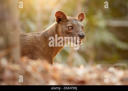 Fossa de Madagascar. Prédateur APEX, chasseur de lémuriens. Portrait, vue frontale, dents, arrière-plan flou. Tons de marron et d'orange. Animal sauvage en voie de disparition Banque D'Images