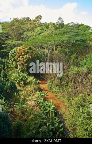 Photos de la jungle d'Oahu - Hawaï. Images d'Oahu - l'État d'Hawaï. Banque D'Images