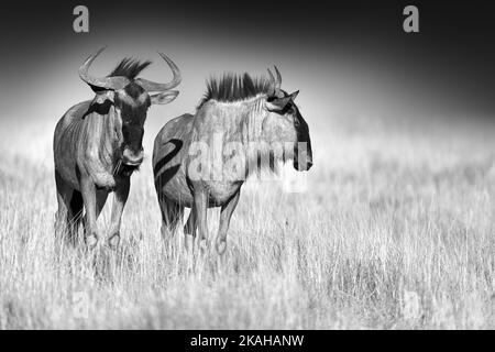 Photographie artistique en noir et blanc de deux plus sauvages sur fond sombre, debout dans la savane. Namibie, safari Etosha. Banque D'Images